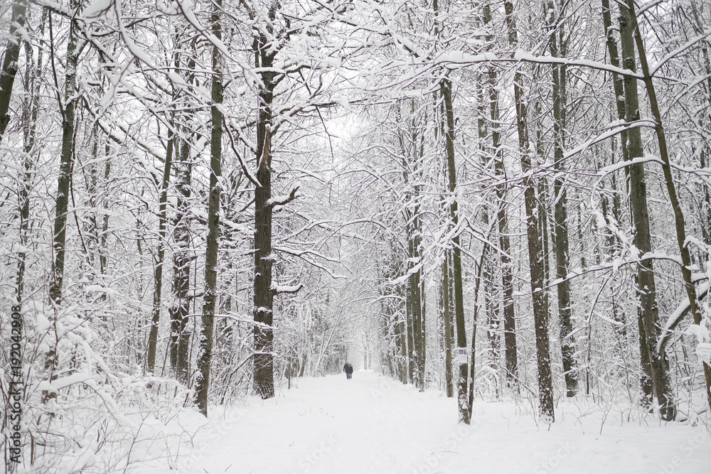 Winter landscape in the forest. Day, Russia.