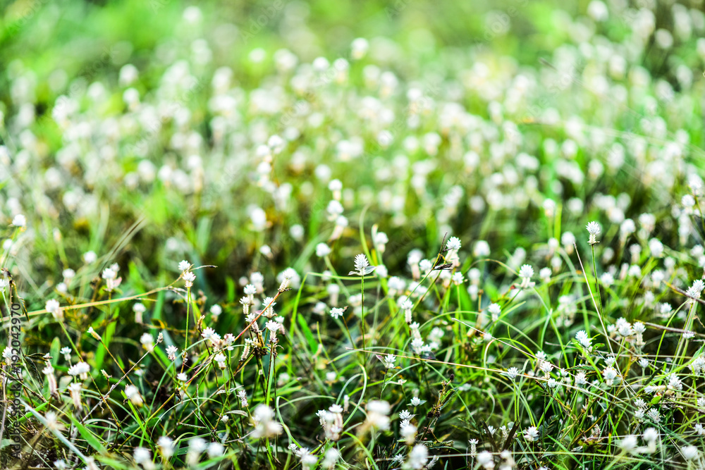 Fototapeta premium White flower grass.