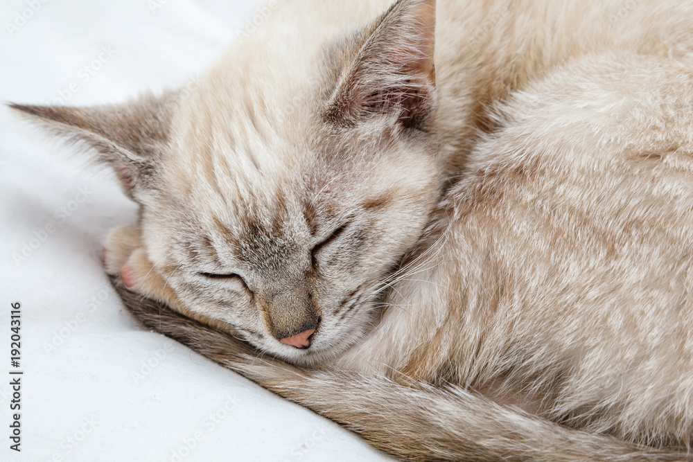 A blonde siamese cat sleeping curled up on a bed. A blonde siamese cat sleeping curled up on a bed.