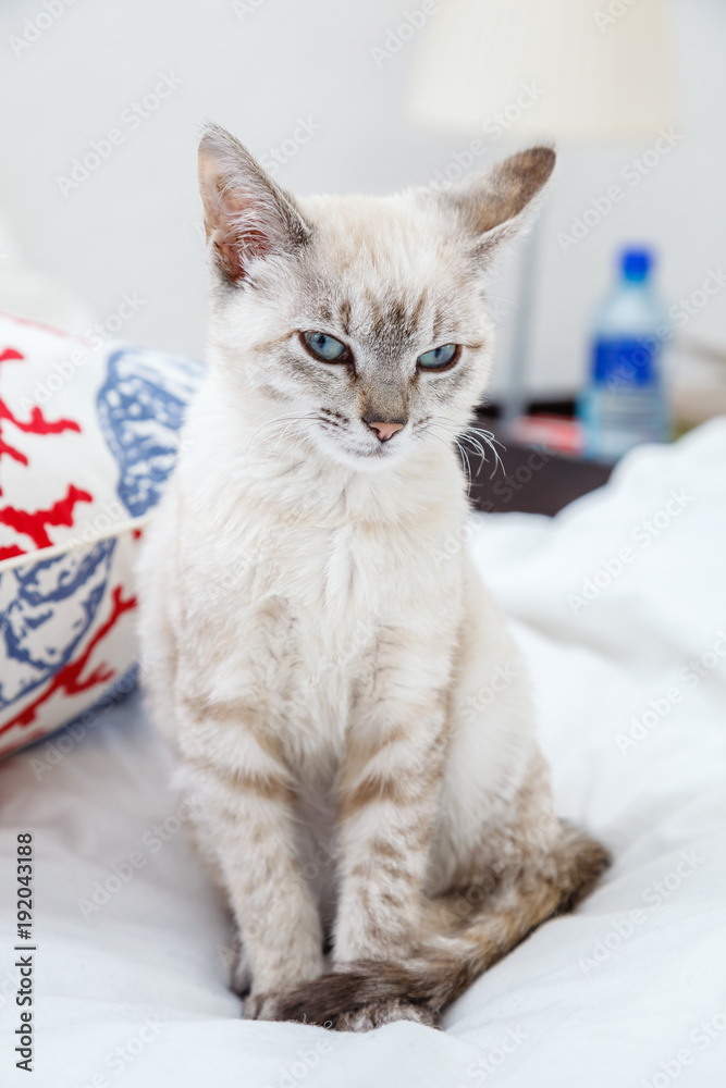 A siamese cat sitting on a bed looking a little angry.