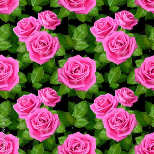 Seamless background with Pink roses on black background