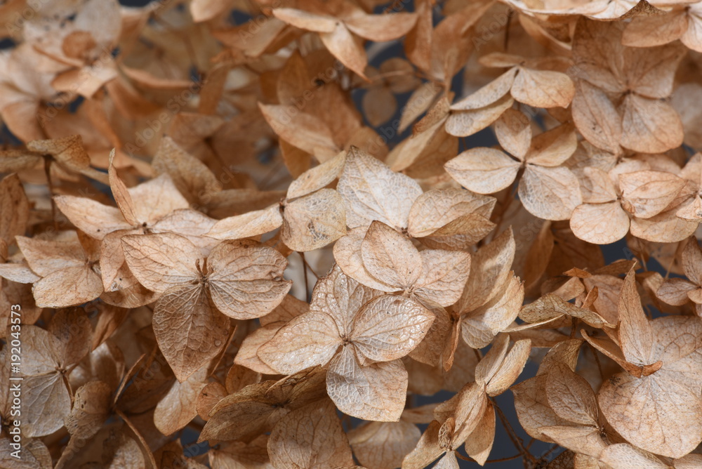 Dried hydrangea flowers close-up