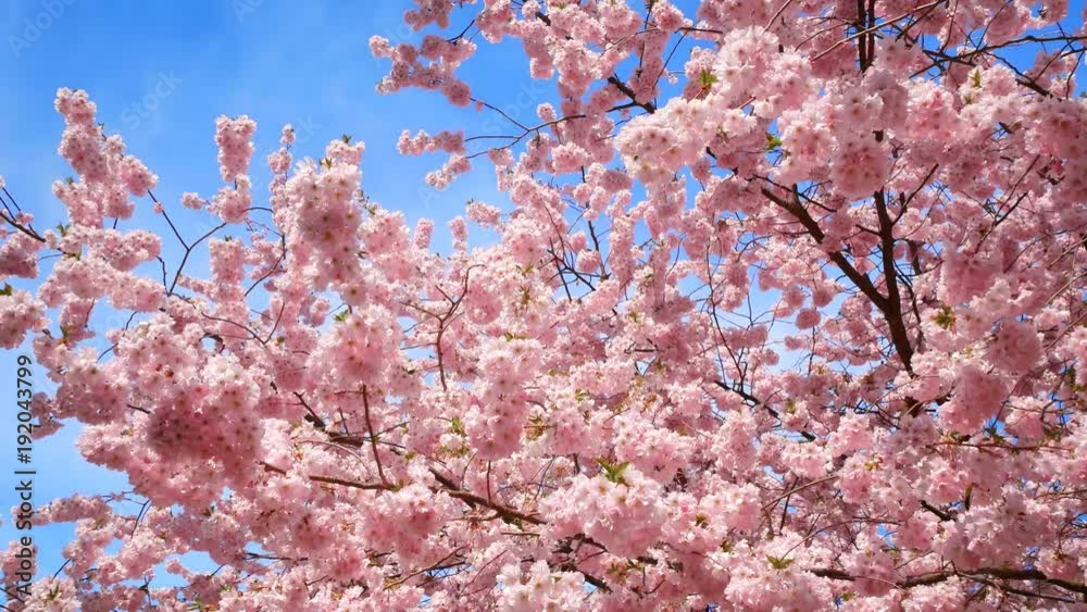 Kirschblüte vor blauem Himmel
