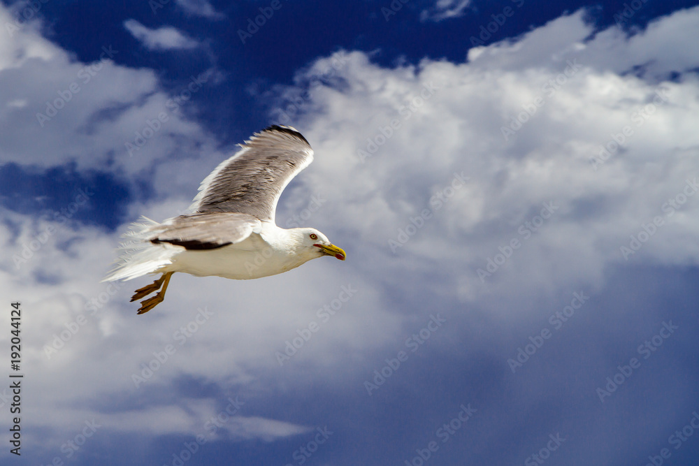 Gray gull in the background of white clouds Gray gull in the background of white clouds