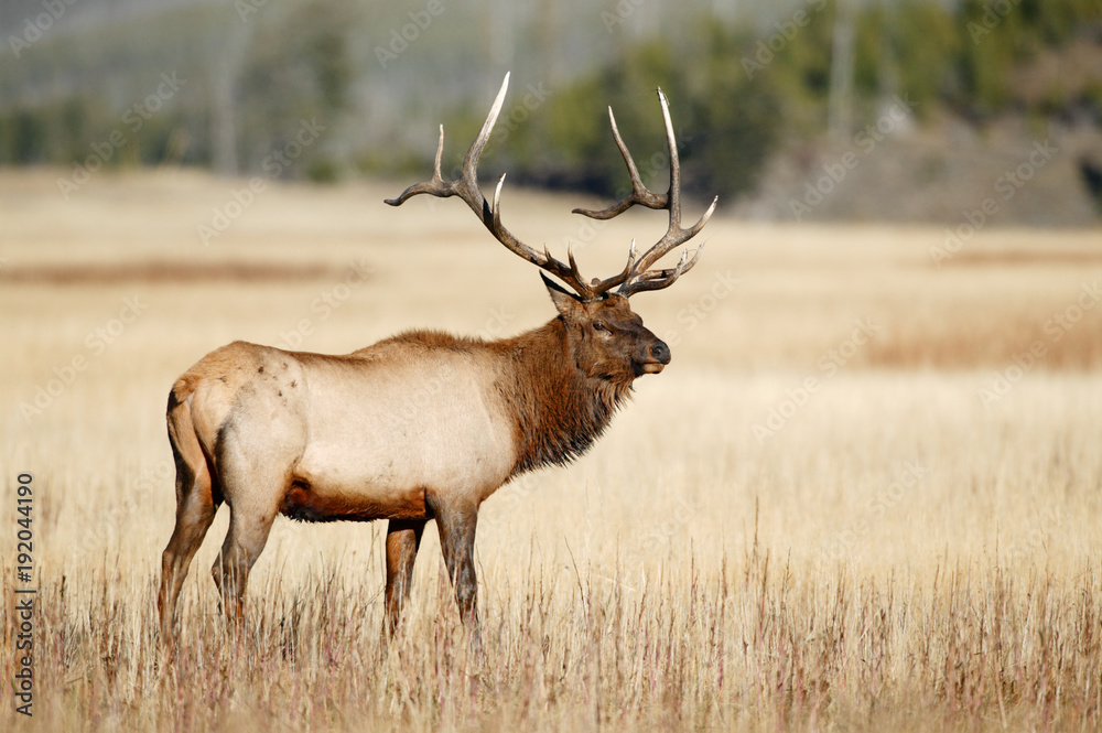 Elk Elk