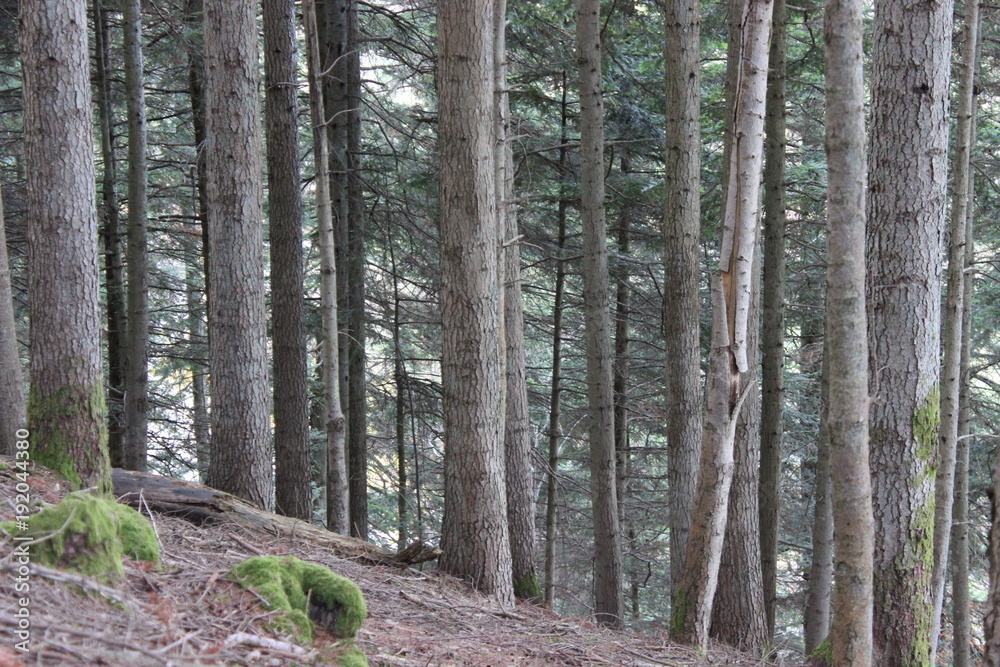 Fototapeta premium Bois