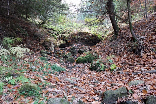sous-bois
