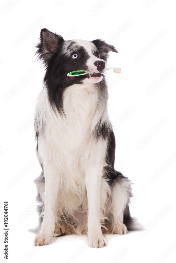 Hund mit Zahnbürste im Maul sieht nach oben
