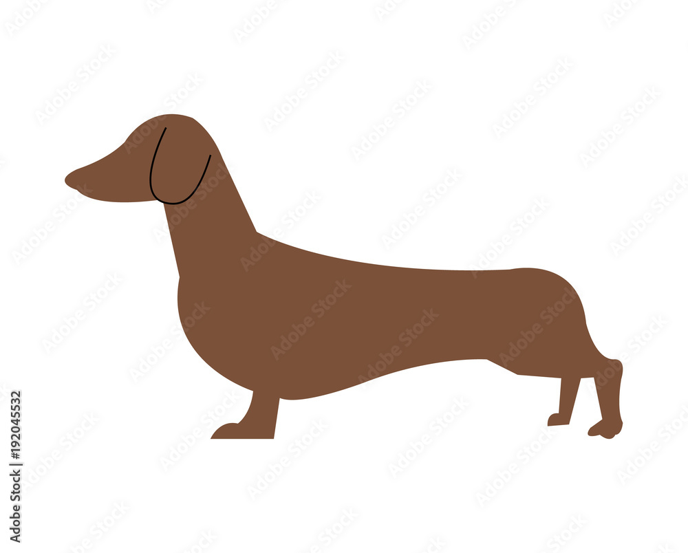 Dachshund dog illustration