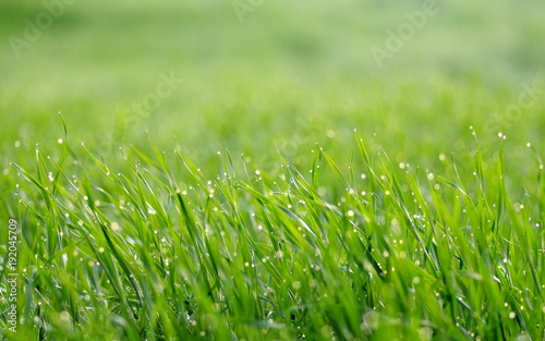 soczysta zielona trawa photo