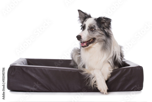 Fototapeta Naklejka Na Ścianę i Meble -  Border Collie im Hundekörbchen isoliert auf weißem Grund