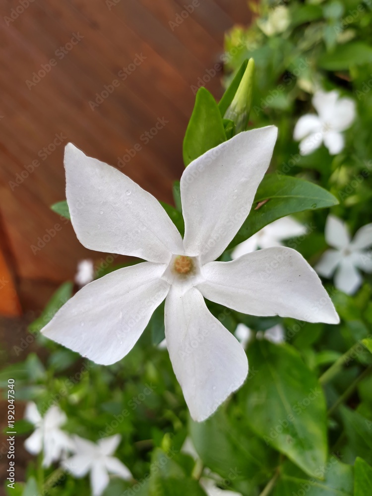 Obraz premium White Intermediate Periwinkle on Brown and Green Background