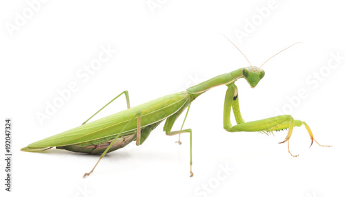 One green mantis. © ANASTASIIA