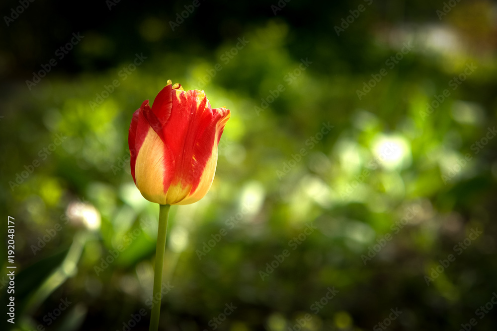 Red with yellow tullip flower in a spring garden.