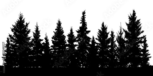 Forest of Christmas fir trees silhouette. Coniferous spruce. Vector on white background