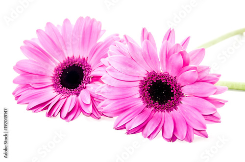 Flor color rosa margarita