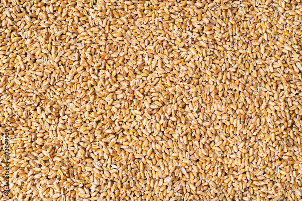 Texture of a repeating seamless grain background Texture of a repeating seamless grain background