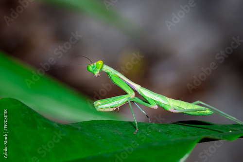 Green Praying Mantis cleaning itself, Nosy Komba, Madagascar