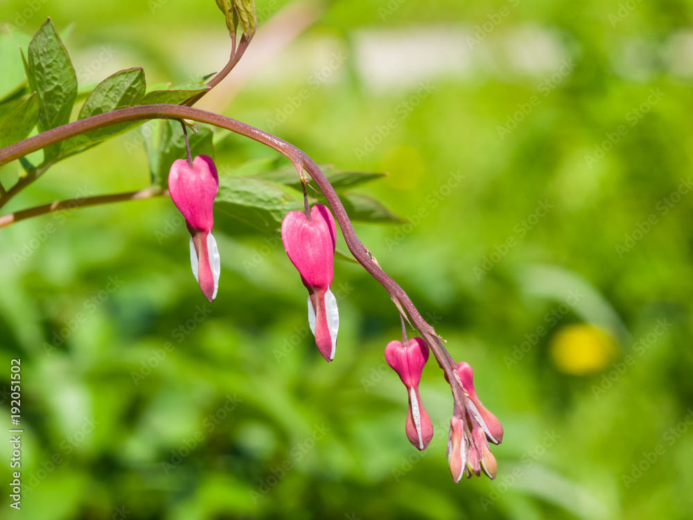 Pacific or Wild Bleeding Heart, Dicentra Formosa, flowers on stem with bokeh background, macro, selective focus Pacific or Wild Bleeding Heart, Dicentra Formosa, flowers on stem with bokeh background, macro, selective focus