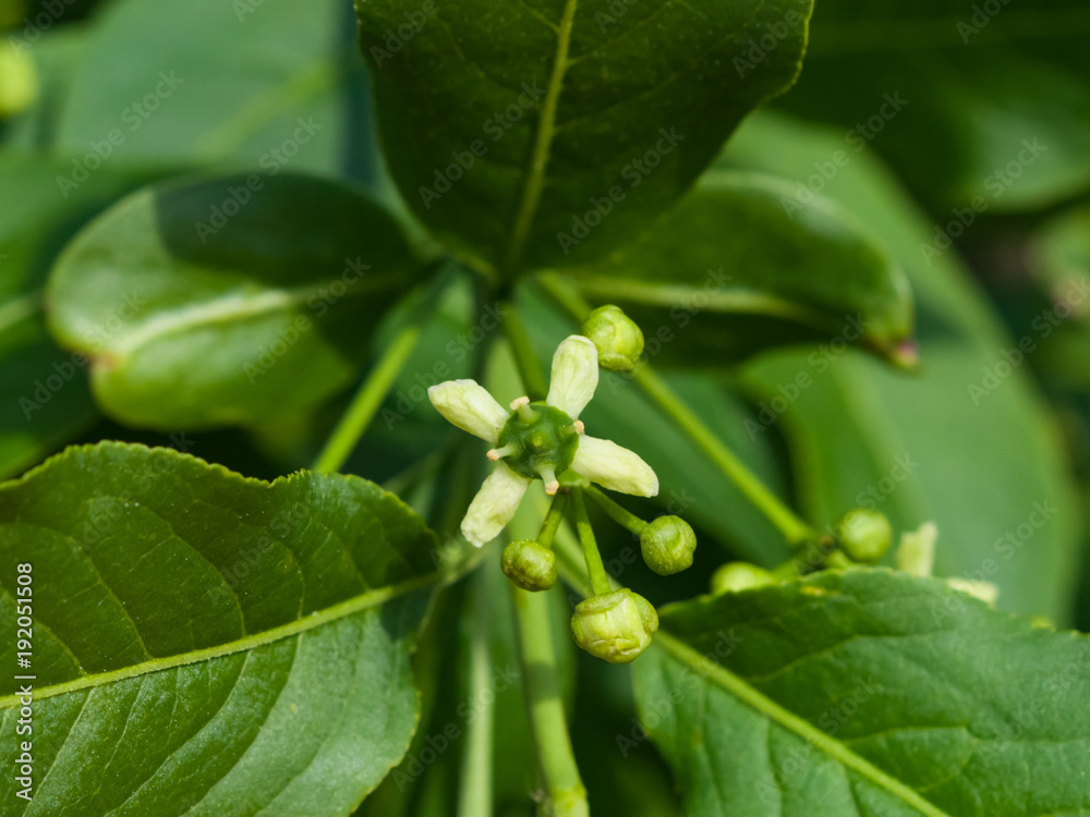 Fototapeta premium Small flower on European or Common Spindle Tree, Euonymus Europaeus, macro, selective focus, shallow DOF