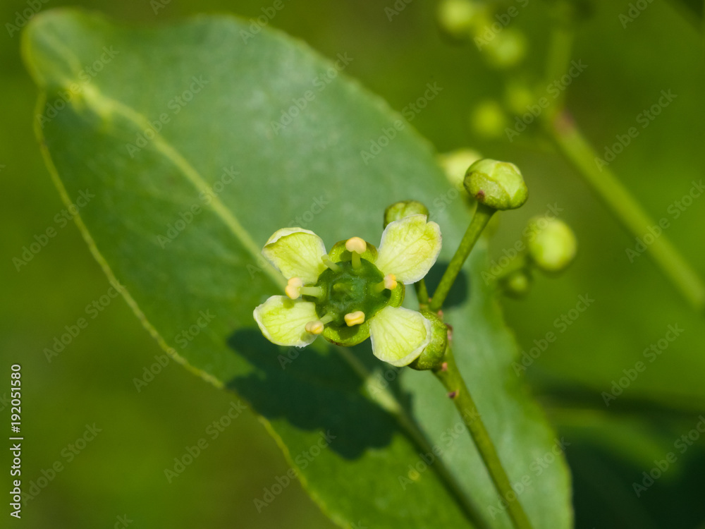 Small flower and buds on European or Common Spindle Tree, Euonymus Europaeus, macro, selective focus, shallow DOF Small flower and buds on European or Common Spindle Tree, Euonymus Europaeus, macro, selective focus, shallow DOF