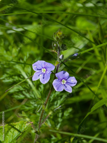 Blue flower Germander speedwell or Veronica chamaedrys on stem macro, selective focus, shallow DOF