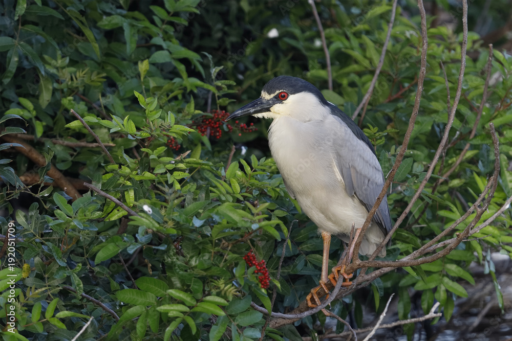 Black-crowned Night Heron perched in Brazilian Pepper - Florida
