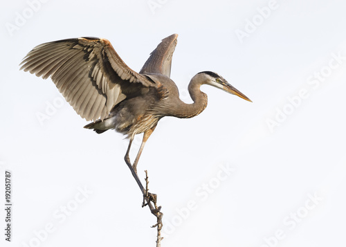Great Blue Heron perched on a branch - Venice, Florida