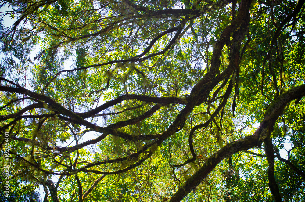 Branches in the forest, Madeira, Portugal Branches in the forest, Madeira, Portugal