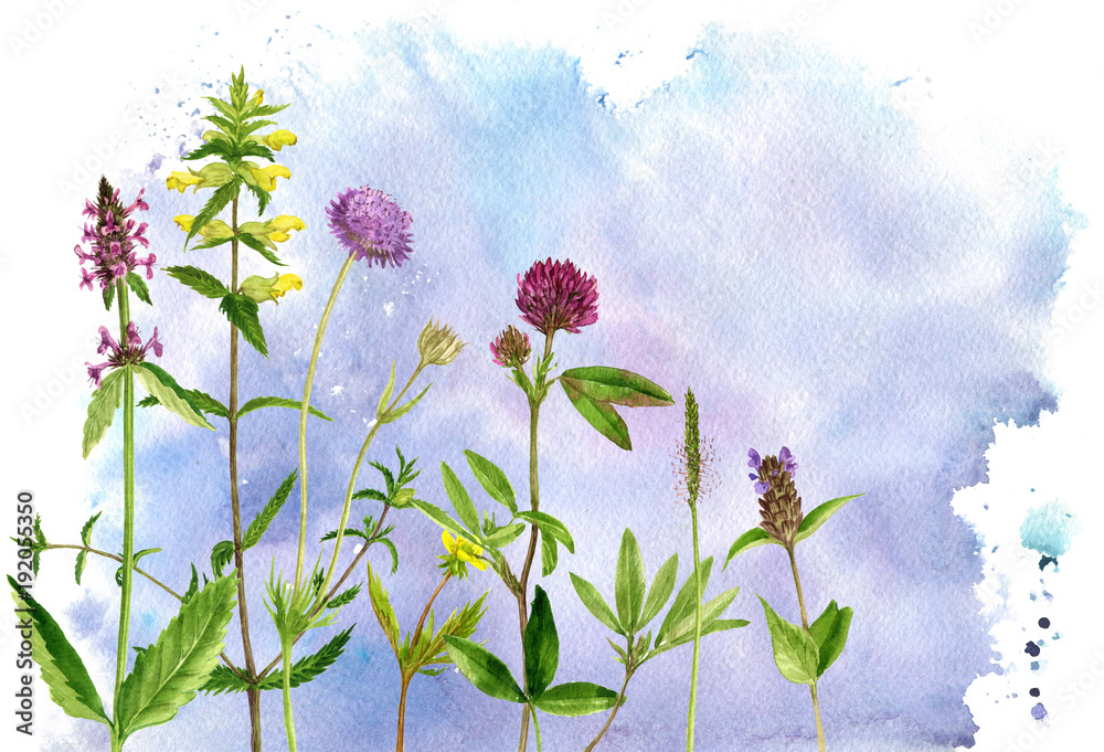 Obraz akwarela rysunek kwiaty i rośliny