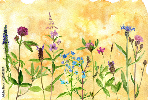 Obraz na płótnie akwarela rysunek kwiaty i rośliny