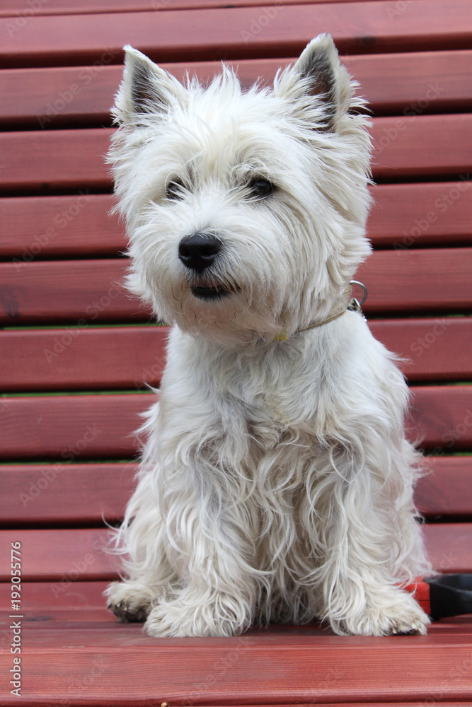 west highland white terrier westie dog female on a wooden bench in park west highland white terrier westie dog female on a wooden bench in park