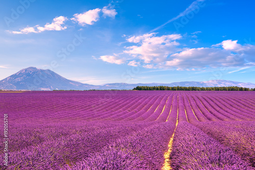 Lavender flowers blooming fields. Valensole Provence  France