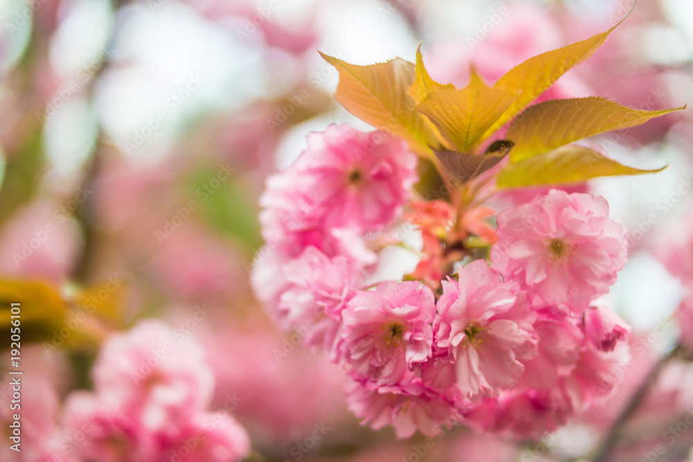 Sakura. Cherry Blossom in Springtime.