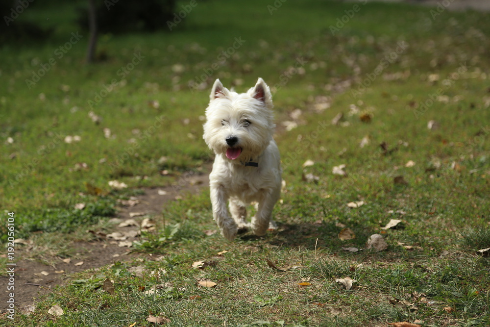 West highland white terrier dog