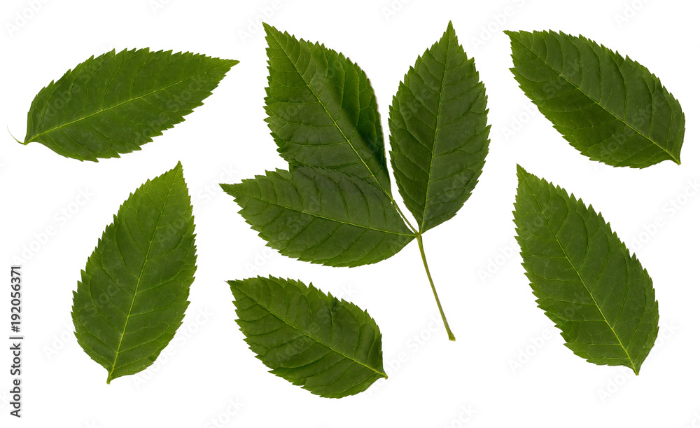 Obraz premium Sambucus racemose. Set with separate leaves. Leaves isolated on a white background.
