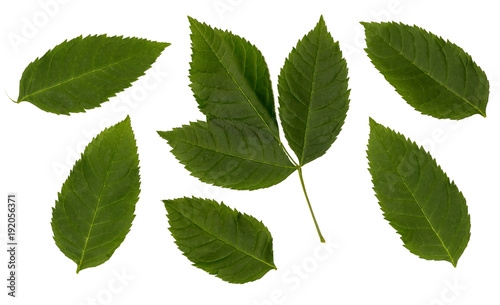 Sambucus racemose. Set with separate leaves. Leaves isolated on a white background.