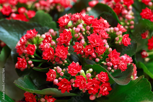 Red flowers of Kalanchoe. Macro photo