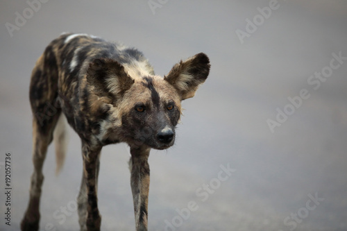 Portrait of free roaming african wild dog Lycaon © Pedro Bigeriego