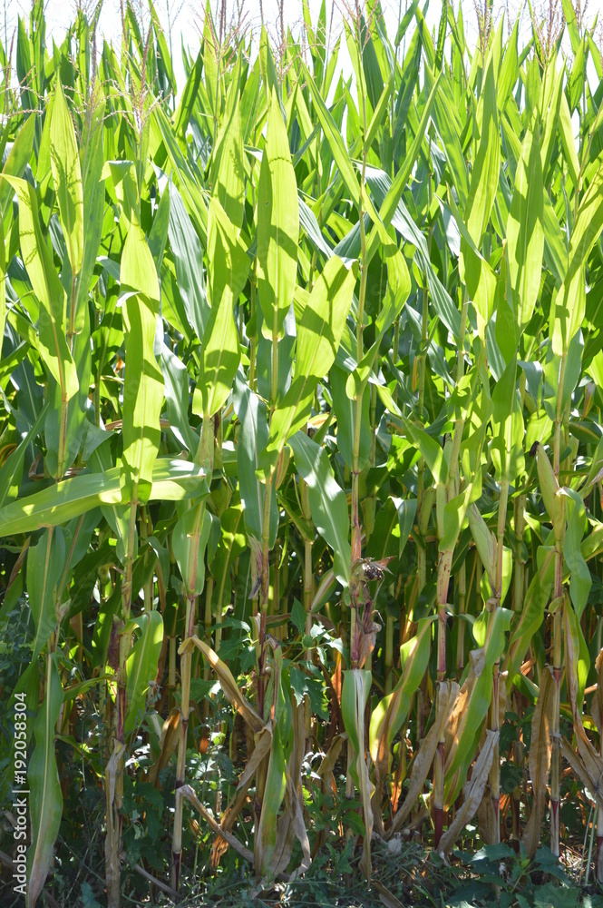 Obraz premium Corn on the Cob, Corn Stalks, Close Up, with Sunlight Peeking Through; American Agriculture Icon
