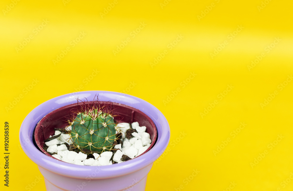 Cactus on pink background. Creative design. Minimal art gallery. Fresh colors pastel trend. Cactus on pink background. Creative design. Minimal art gallery. Fresh colors pastel trend.