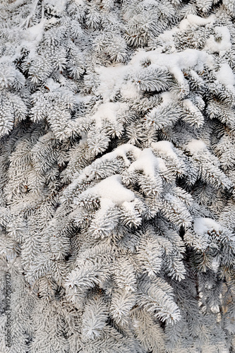 Spruce in frosty frost. Part of the spruce crown on the background of snow. Texture, background.  Vertical image. photo