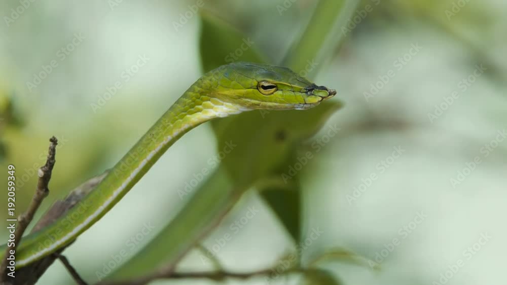 Asian vine snake or oriental whip snake lies on a tree branch. Asian vine snake or oriental whip snake lies on a tree branch.