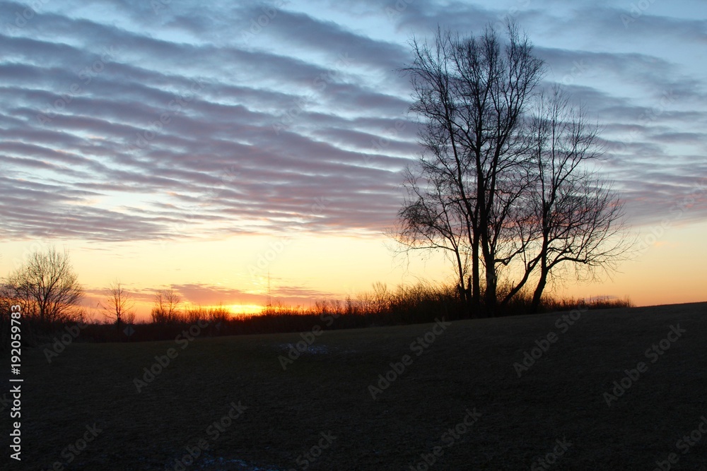 The silhouette of the bare tree with the sunrise. The silhouette of the bare tree with the sunrise.