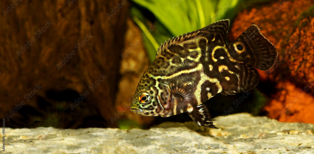 Tiger Oscar Cichlid Astronotus ocellatus aquarium fish Tiger Oscar Cichlid Astronotus ocellatus aquarium fish