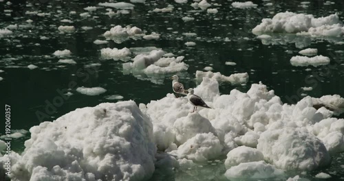 Seagulls on ice in Resurrection Bay, slow motion