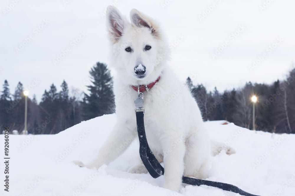 Obraz premium daria02