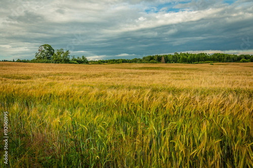 summer agricultural landscape. a beautiful rye field in July under a cloudy sky