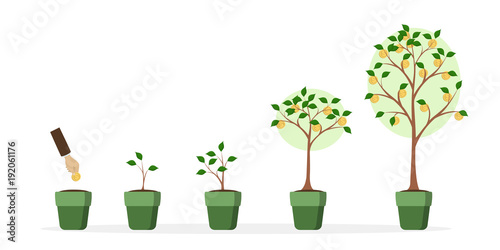 Money tree growth.