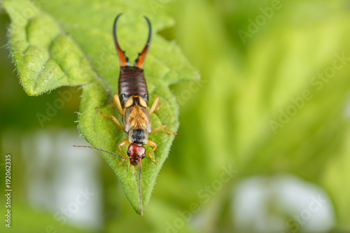 European earwig on tomato plant leaves. Highly detailed macrophotography of male exemplar of Forficula auricularia photo